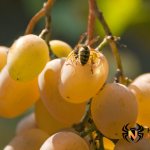 Wasp on grapes