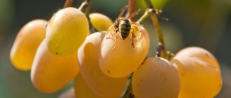 Wasp on grapes