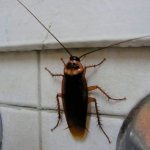 Where do cockroaches come from in an apartment?