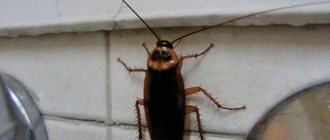 Откуда появляются тараканы в квартире?