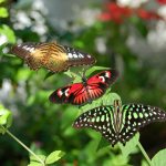 Butterfly order: reproduction, nutrition, structure and main subspecies