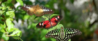 Butterfly order: reproduction, nutrition, structure and main subspecies