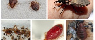 Parasitic bugs