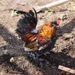 Parasites in chickens