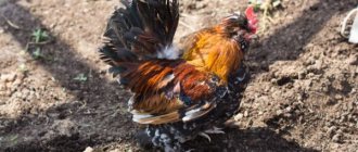 Parasites in chickens