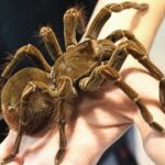 Goliath spider