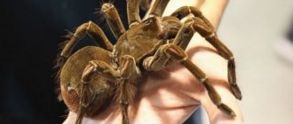 Goliath spider