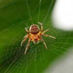 Cross spider - description, photo