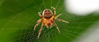 Cross spider - description, photo