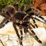 The tarantula spider can live at home for about 20 years