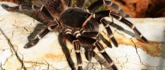 The tarantula spider can live at home for about 20 years