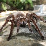 Spider – horror and fear or a cute pet