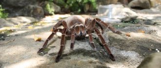 Spider – horror and fear or a cute pet