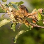 Cobwebs on apple trees