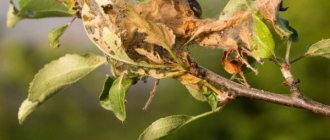 Cobwebs on apple trees