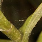 spider mites on orchids