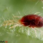 Spider mite