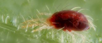 Spider mite