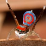 peacock spider