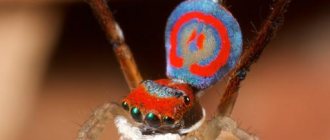 peacock spider