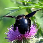 Carpenter bee: how to recognize it and should you be afraid of it