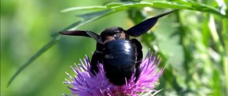 Carpenter bee: how to recognize it and should you be afraid of it