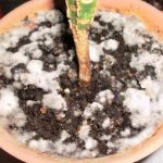 Mold in a flower pot, how to get rid of it