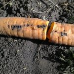 why carrots are wormy and what to do