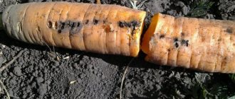 why carrots are wormy and what to do