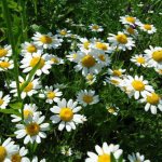 Pyrethrum powder properties