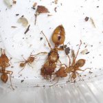 Reasons for the appearance of ants in the bathroom and ways to get rid of them