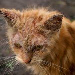 signs of mange in cats