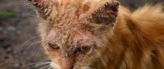 signs of mange in cats