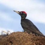 Bird on an anthill