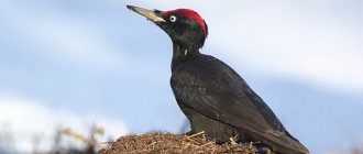 Bird on an anthill