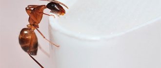 Red ants in the apartment: reasons for their appearance and how to get rid of them