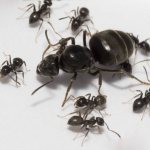 Garden black ants on the site: how to get rid of them, harm and benefits