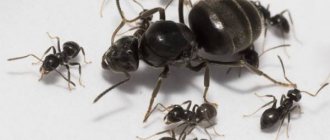 Garden black ants on the site: how to get rid of them, harm and benefits