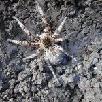 Female South Russian tarantula