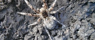 Female South Russian tarantula