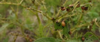 The most dangerous potato pests and methods of combating them