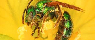 The most powerful stinging insects: Sweat bee