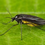 Sciaridae (fungus gnat).