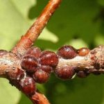 Scale insects on apple trees are a fairly common pest.