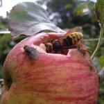 hornet eats an apple