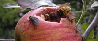 hornet eats an apple