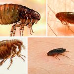 How long do fleas live without a pet in an apartment?