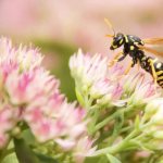 How long do wasps live without food?