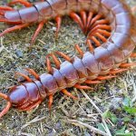 scolopendra on the grass