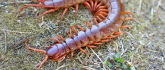 scolopendra on the grass